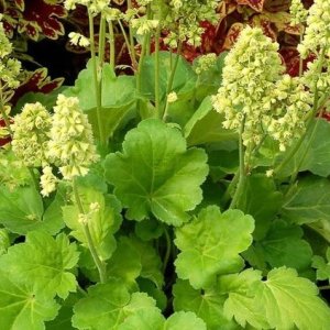 Heuchera hybridná (Heuchera hybrida) ´WORLD CAFFE LIME AMERICANO´® - výška 5-10 cm, ⌀ 20-30 cm, kont. C2L